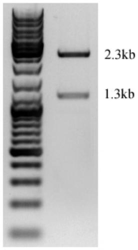 A specific chimeric antigen receptor gene-modified natural killer cell and its preparation method and application