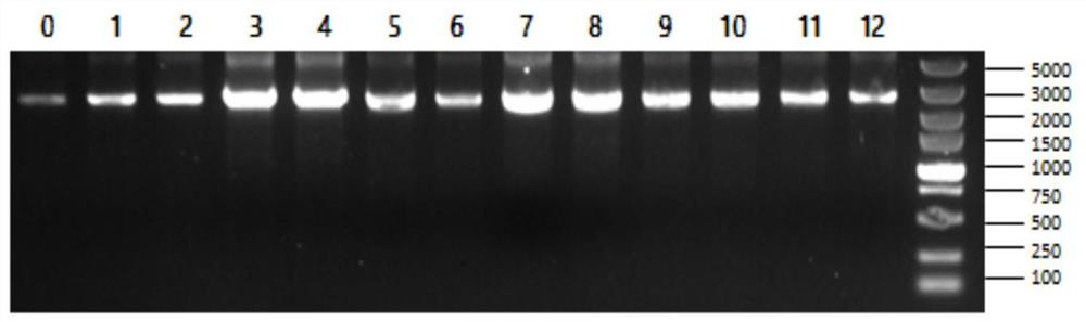 A method for improving the efficiency of glucaric acid synthesis by engineering strains of Saccharomyces cerevisiae