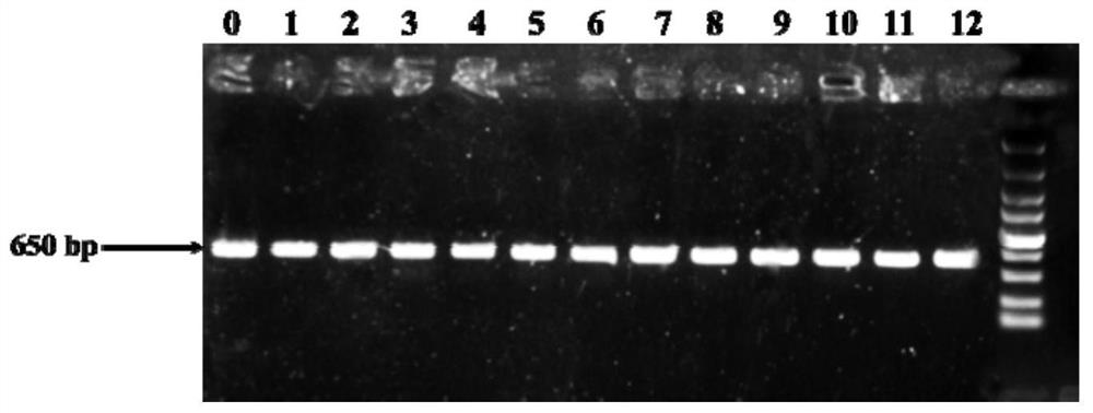 A method for improving the efficiency of glucaric acid synthesis by engineering strains of Saccharomyces cerevisiae