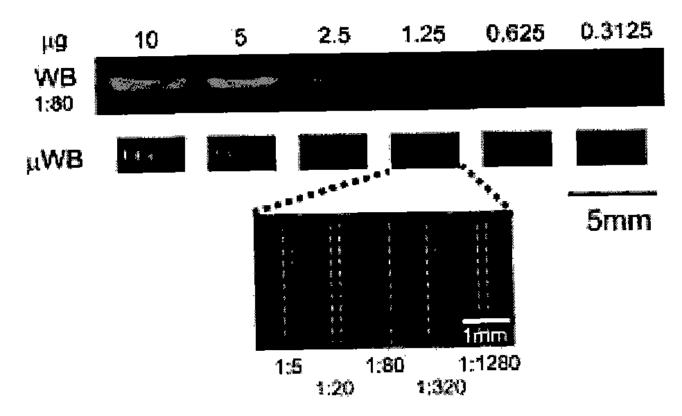 Microfluidic immune imprinting chip and preparation method and application thereof