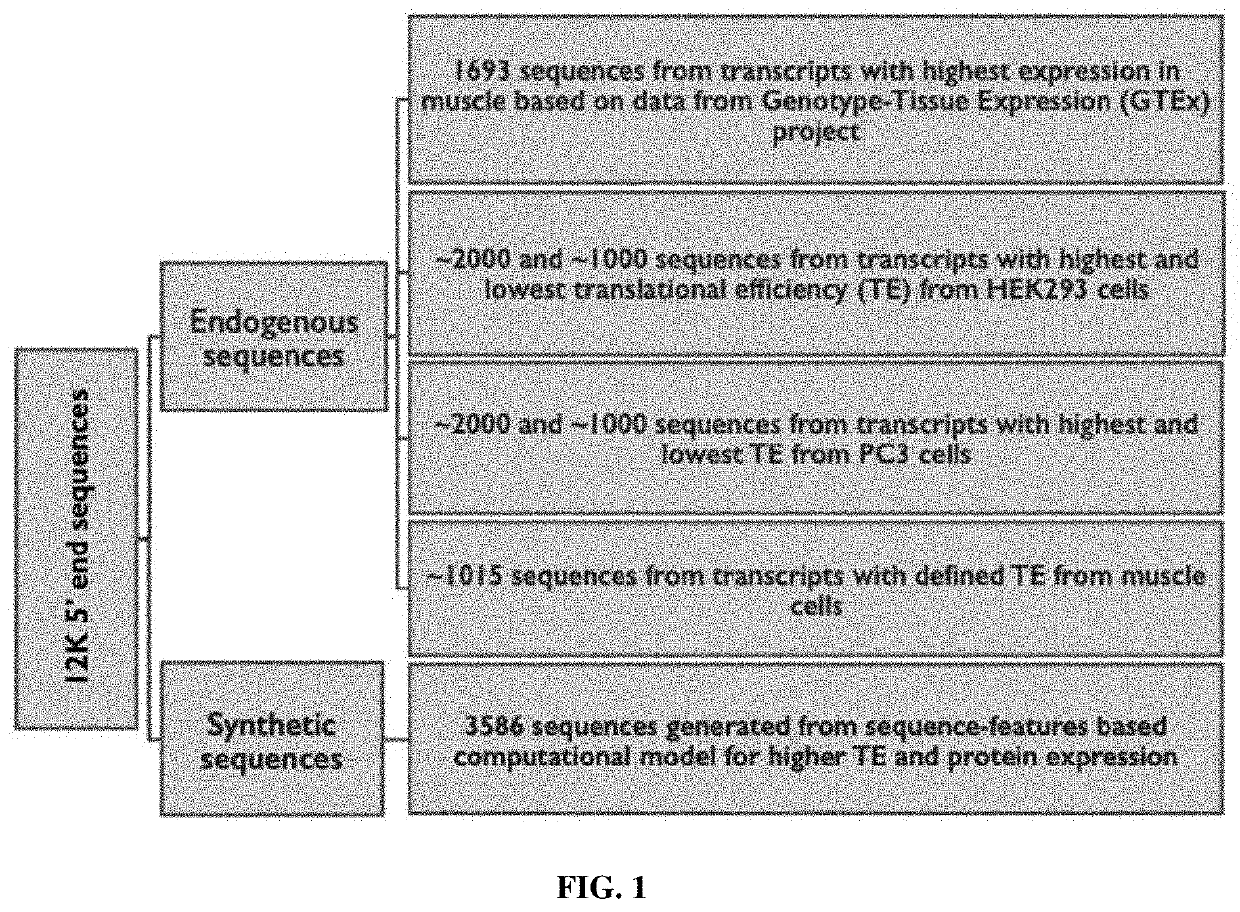 Synthetic 5' utr sequences, and high-throughput engineering and screening thereof