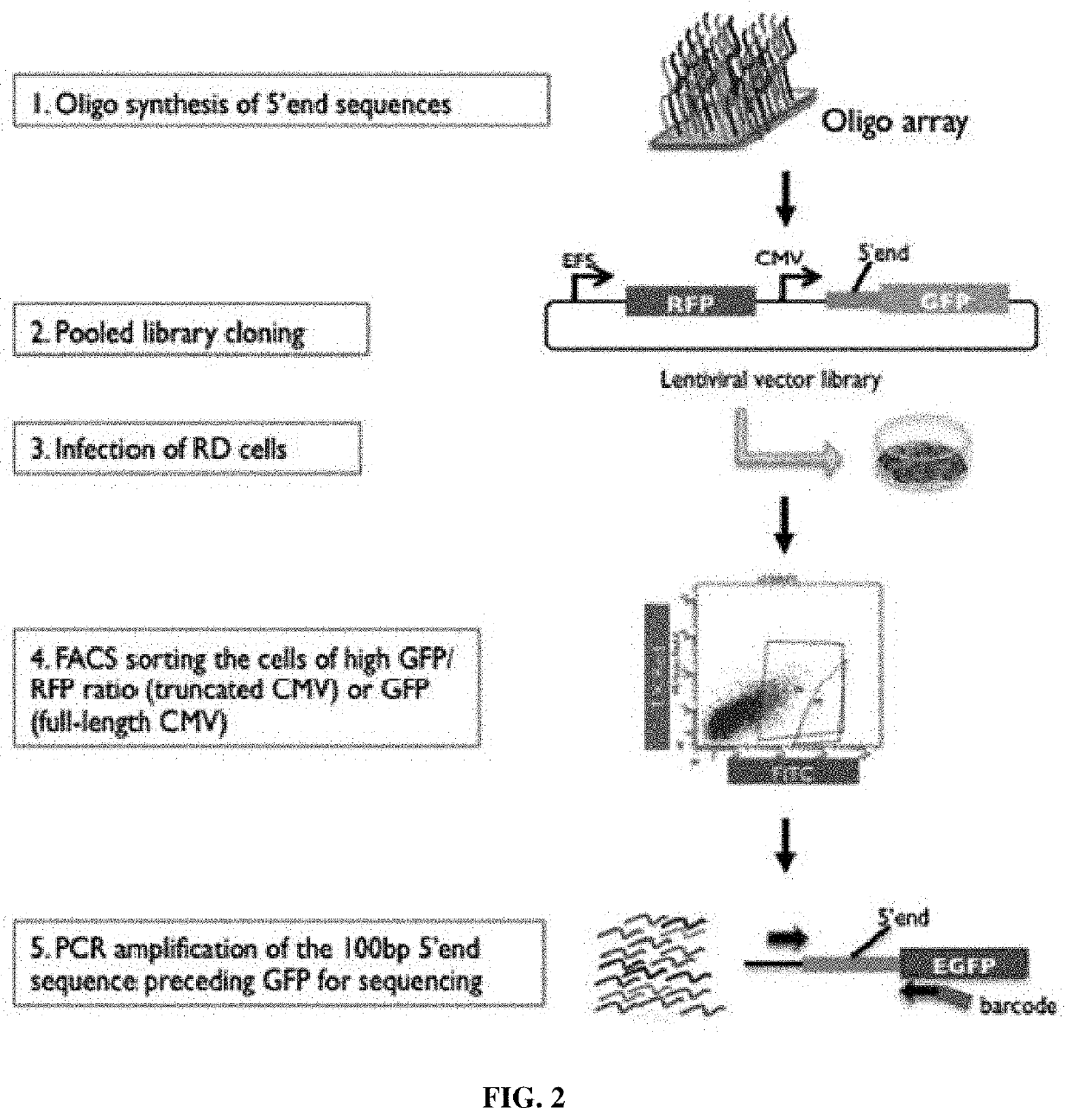 Synthetic 5' utr sequences, and high-throughput engineering and screening thereof