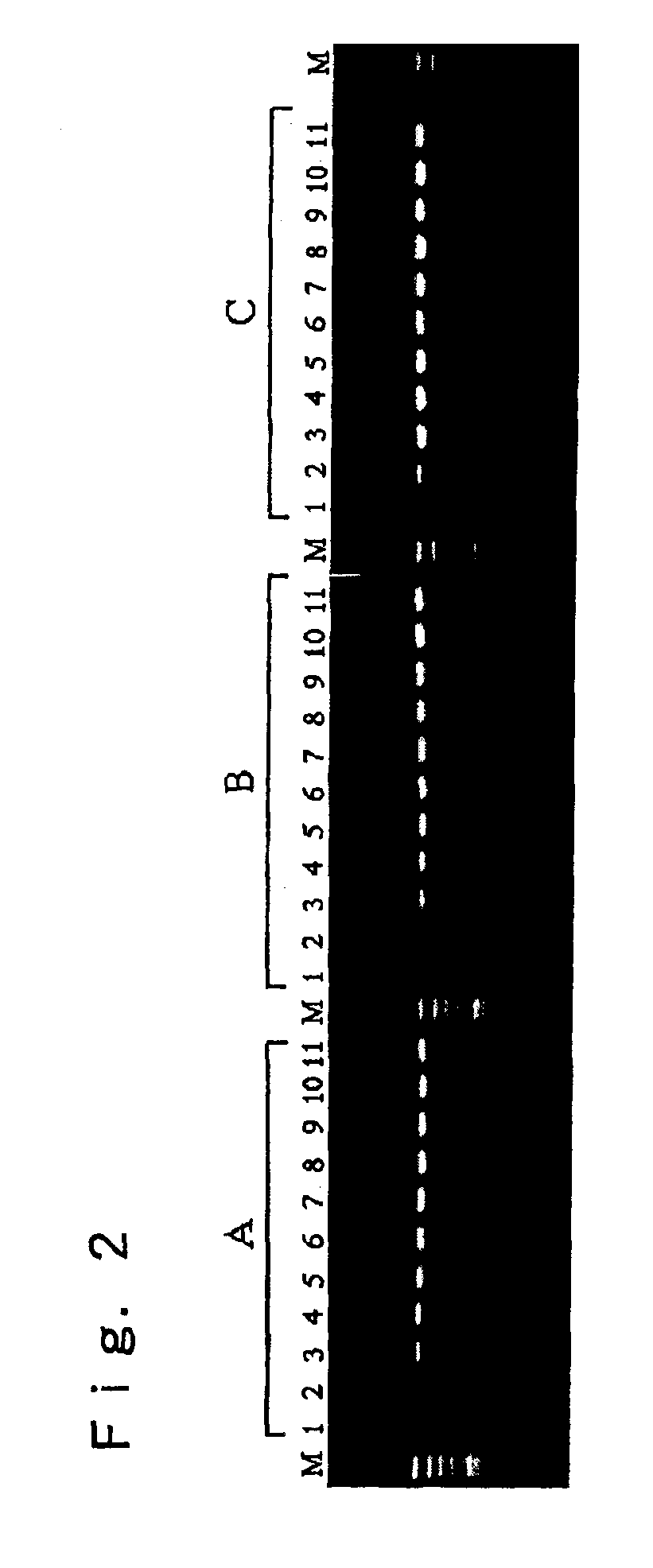 Method for synthesis of nucleic acids