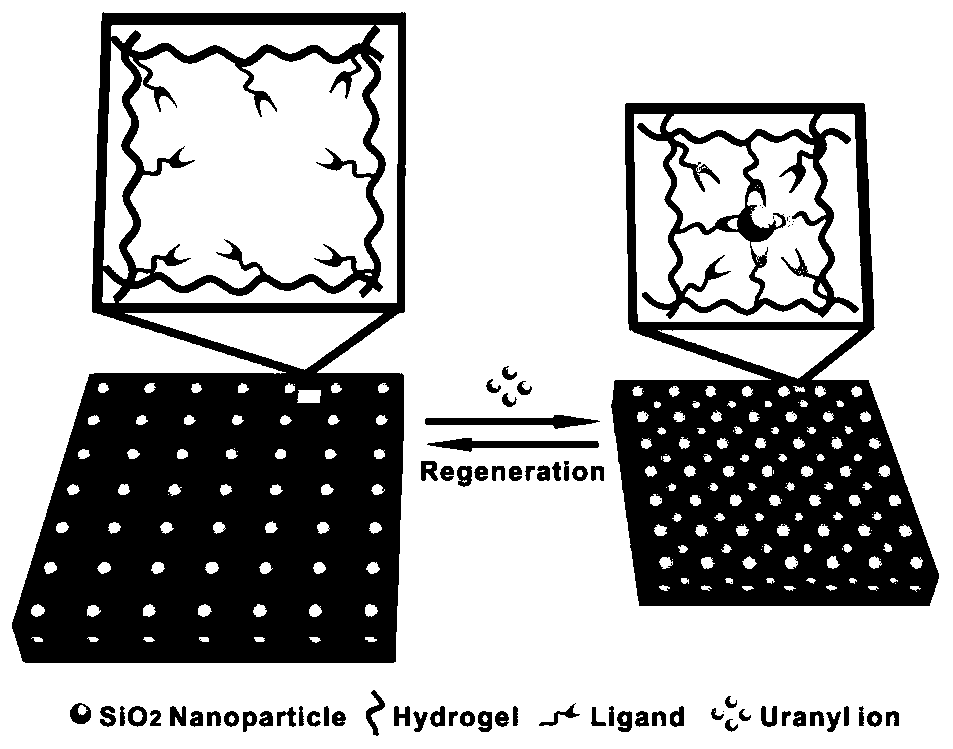 A smart photonic crystal material for simultaneous monitoring and removal of uranyl ions