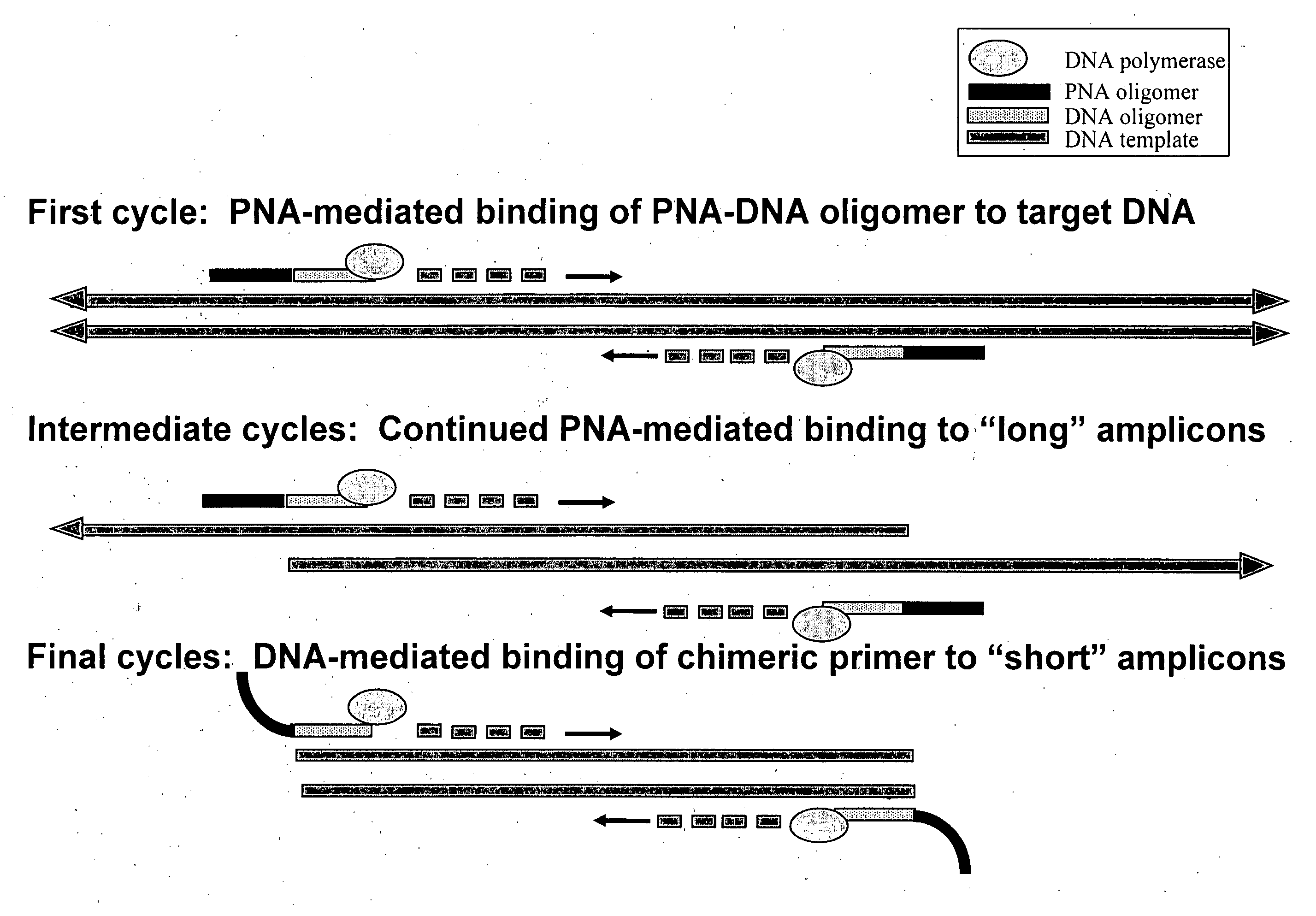 PNA-DNA oligomers and methods of use thereof