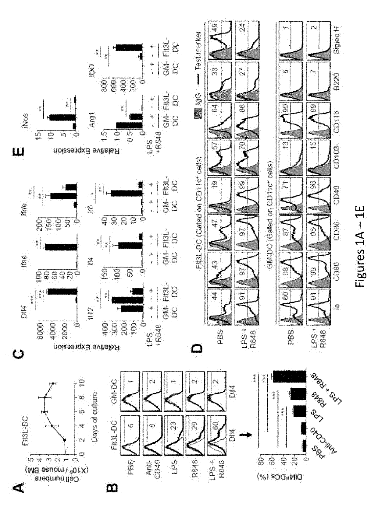 DLL4-expressing cells and vaccine using the same