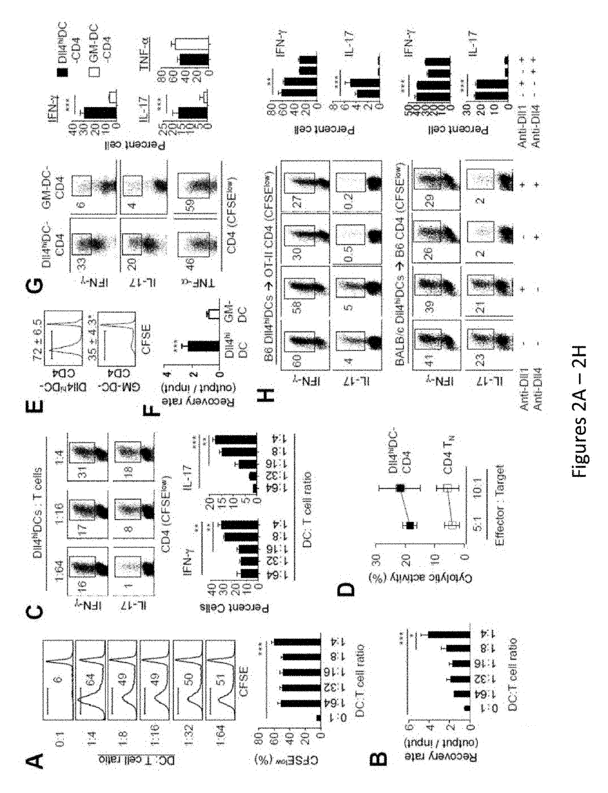 DLL4-expressing cells and vaccine using the same