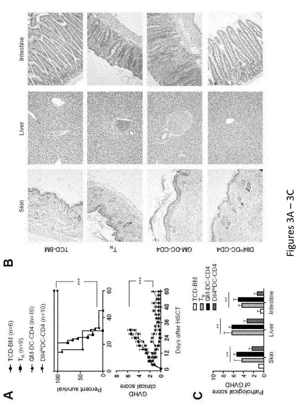 DLL4-expressing cells and vaccine using the same