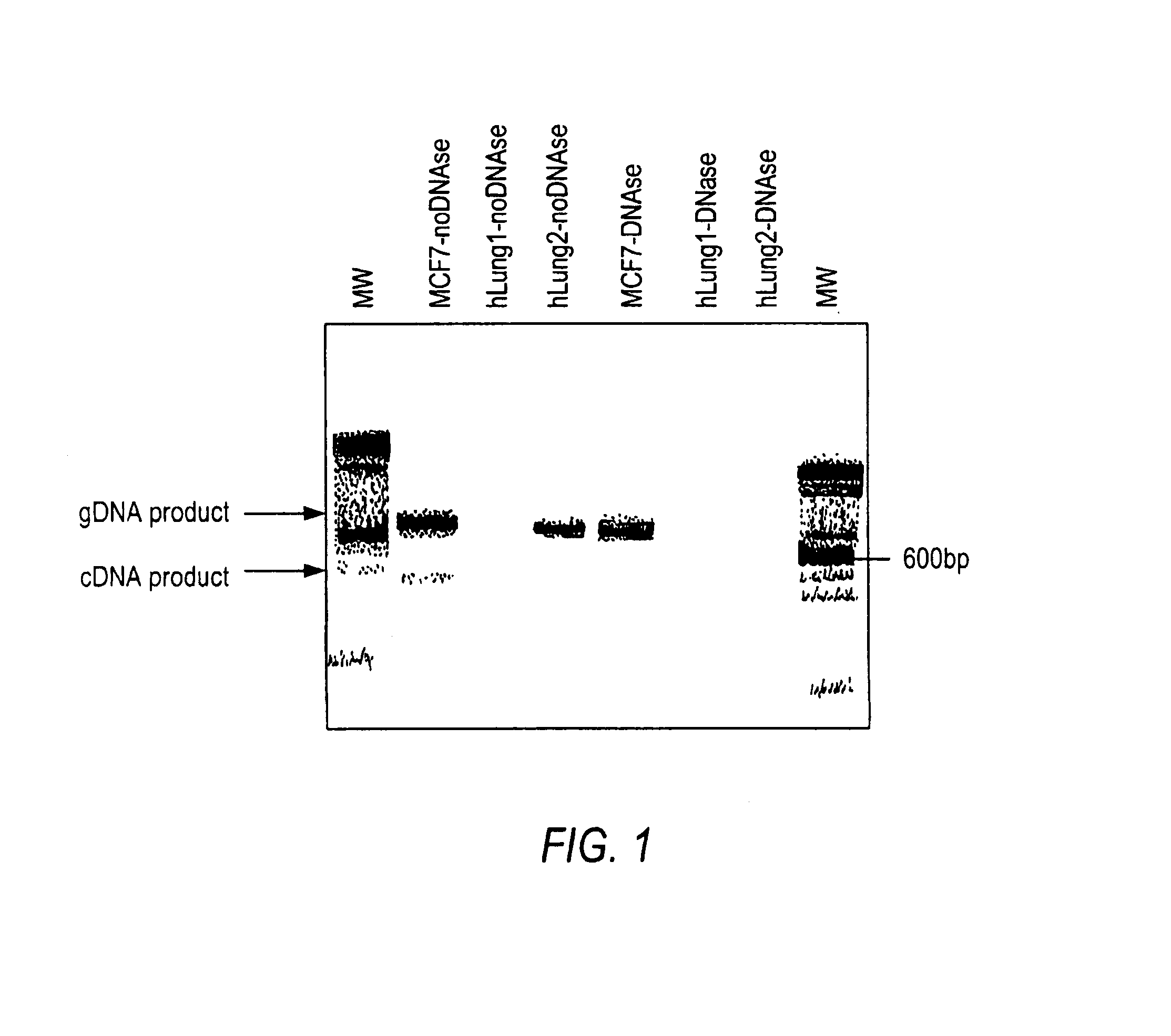 Universal RT-coupled PCR method for the specific amplification of mRNA