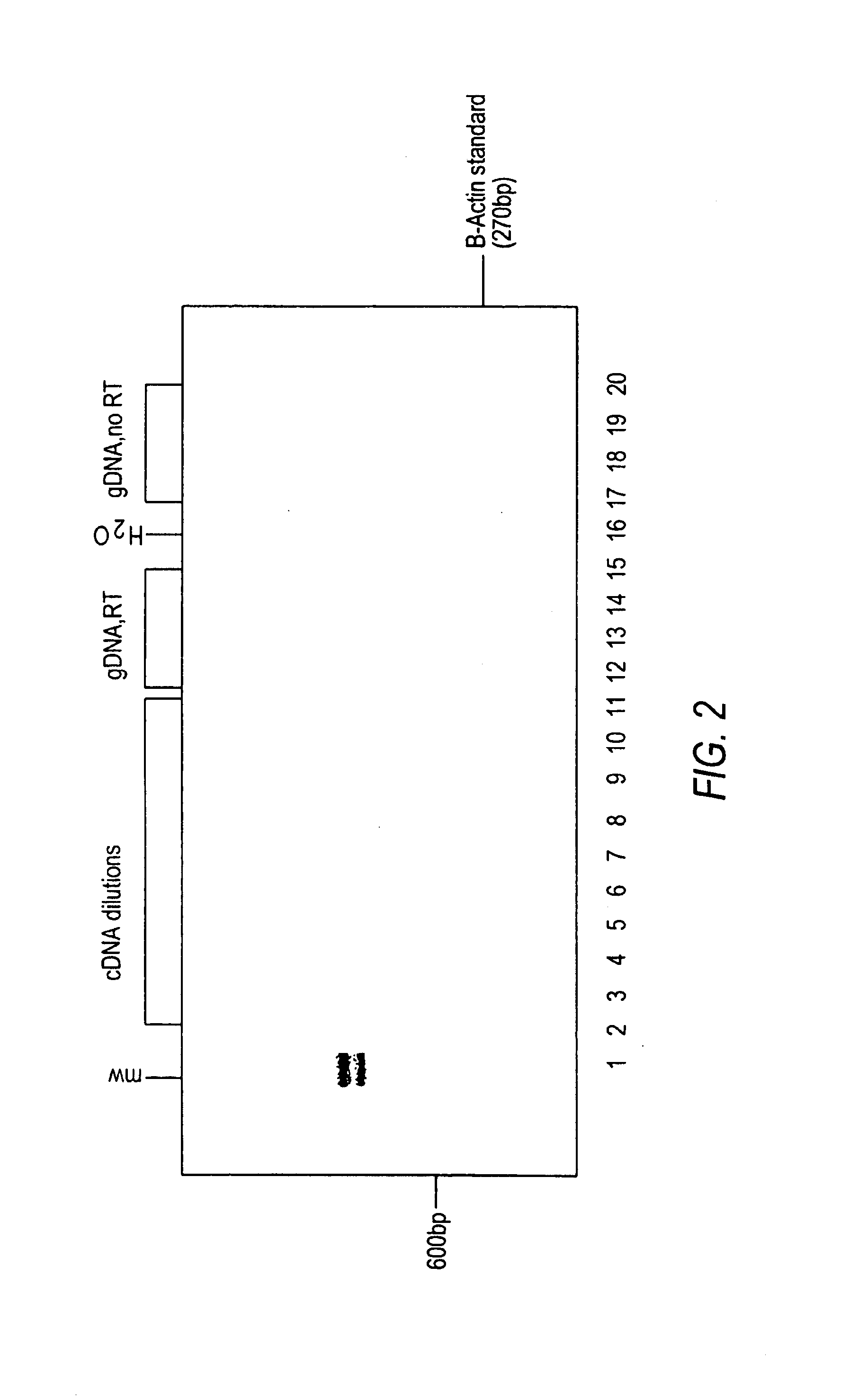 Universal RT-coupled PCR method for the specific amplification of mRNA