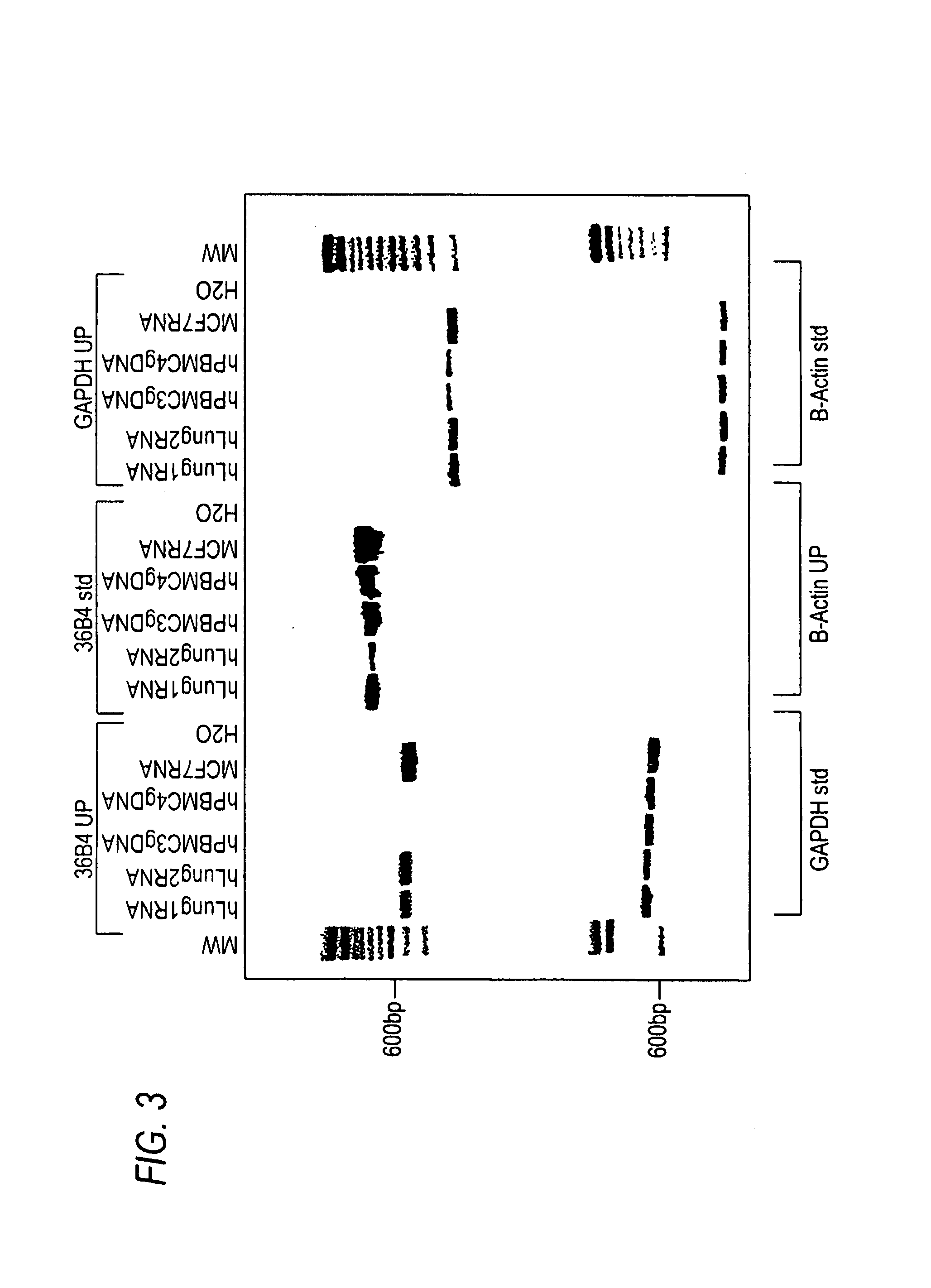 Universal RT-coupled PCR method for the specific amplification of mRNA