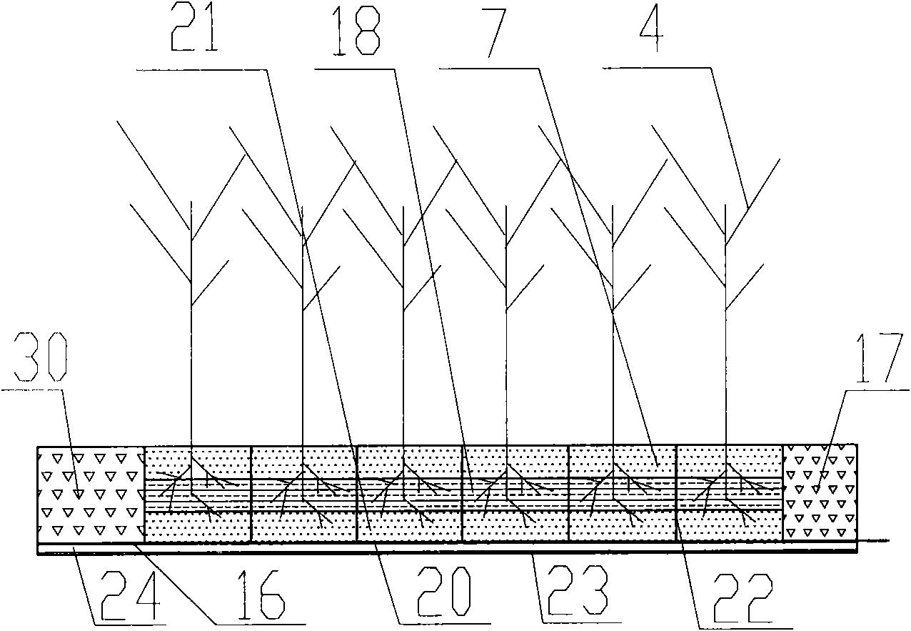 Method for plant arrangement of vertical flow and horizontal subsurface flow combined artificial wetland