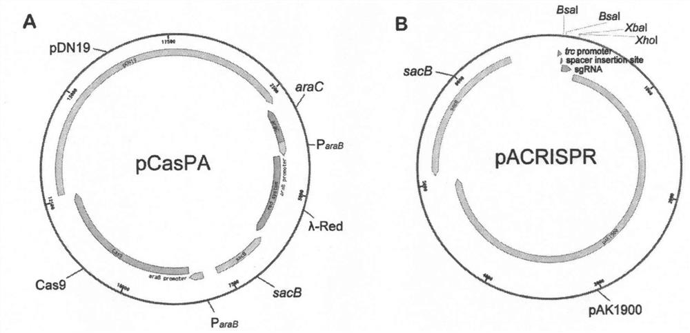 A kind of pCasPA/pACRISPR two-plasmid system and its application