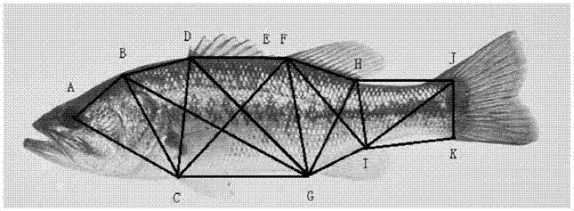 Novel making method of skinned specimen of fish