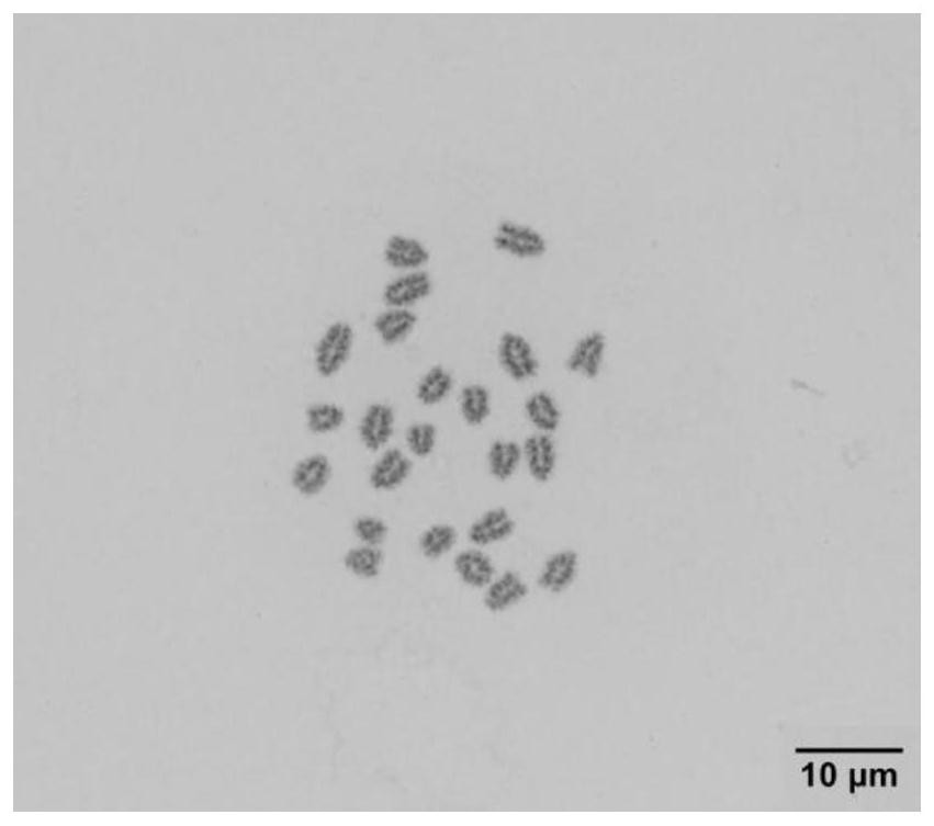 Rhabdovirus-sensitive monopterus albus kidney tissue cell line and application