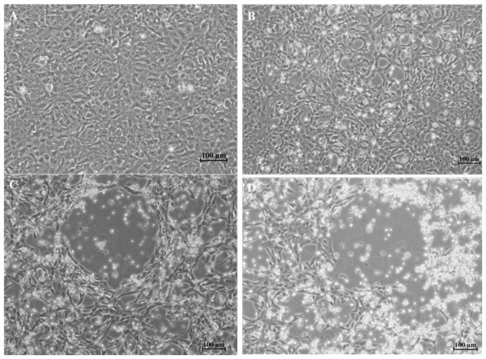 Rhabdovirus-sensitive monopterus albus kidney tissue cell line and application