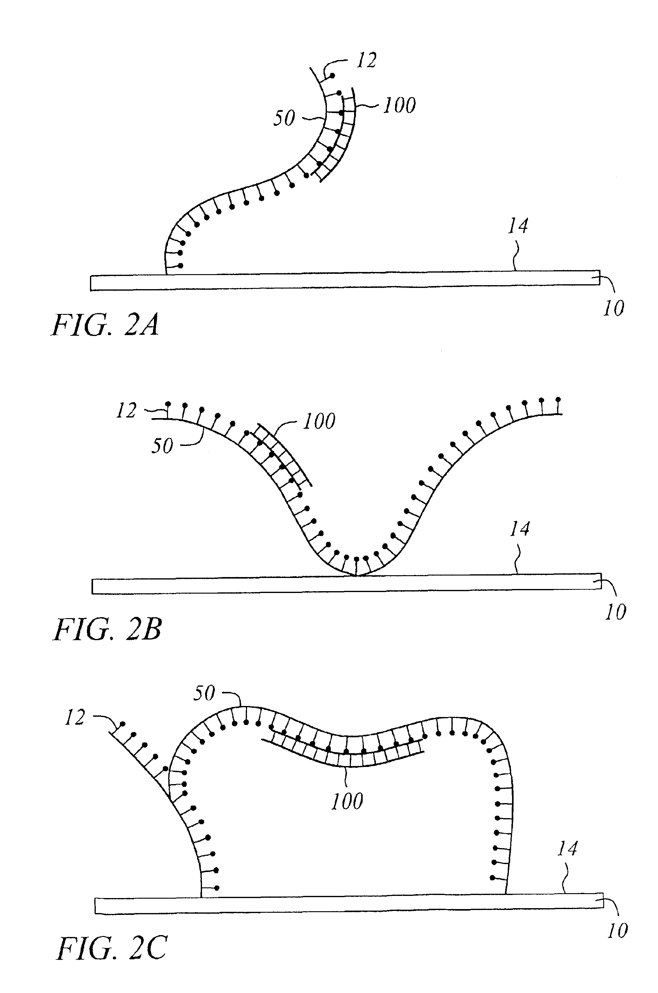 Surface with tethered polymeric species for binding biomolecules