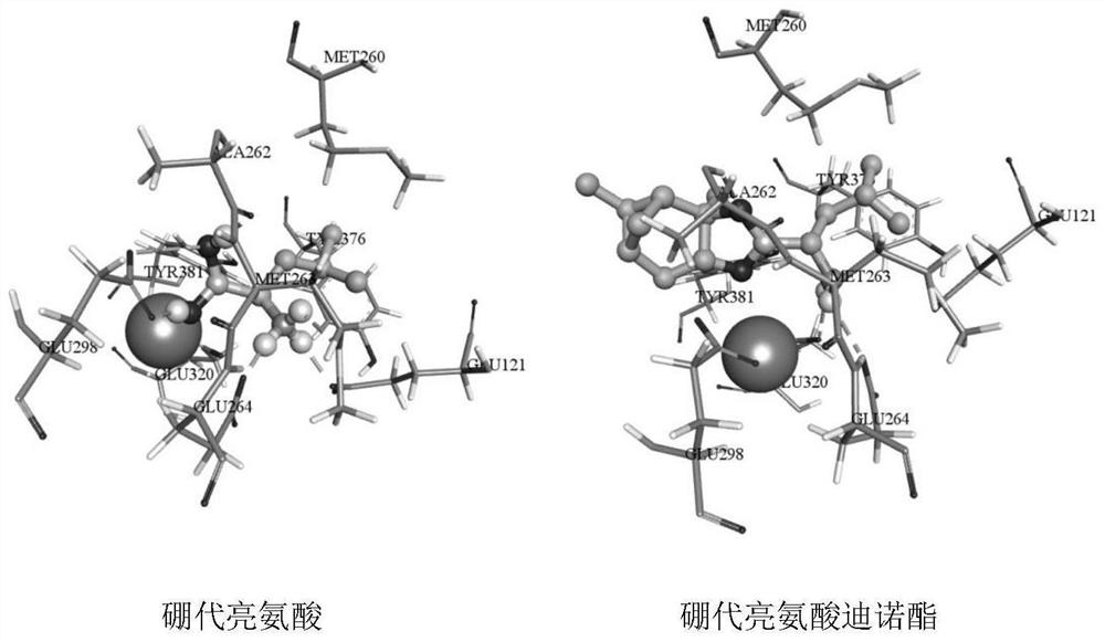 New application of boron-substituted leucine compound
