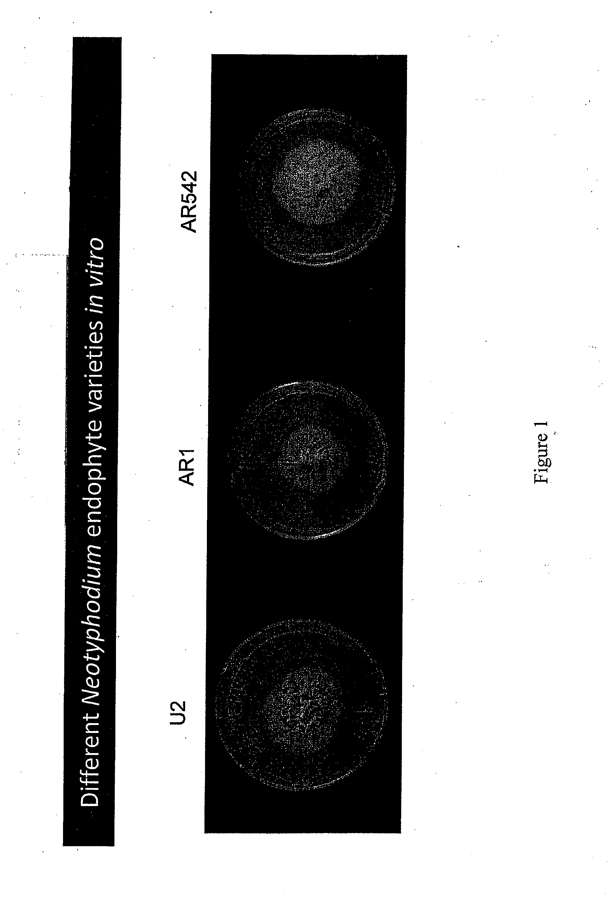 Grass endophyte