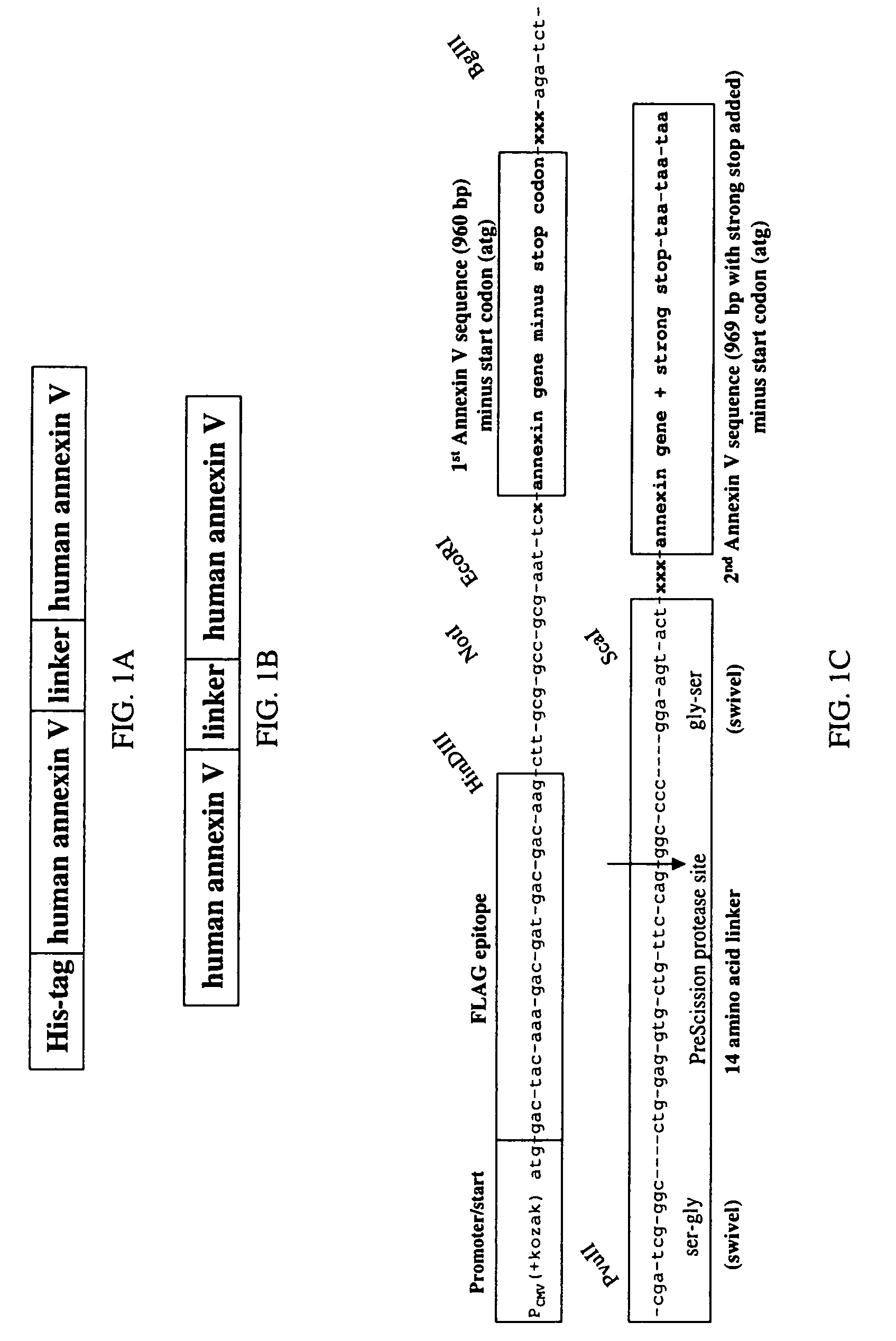 Modified annexin compositions and methods of using same