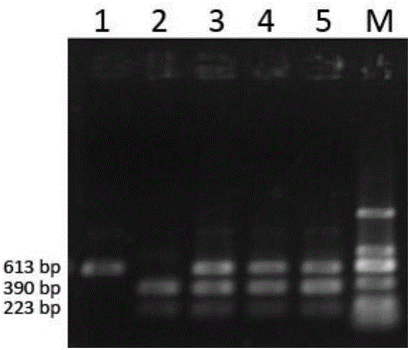 CAPS (cleaved amplified polymorphic sequence) molecular marking method for identifying solanum lycopersicum with purple black striped pericarp and application