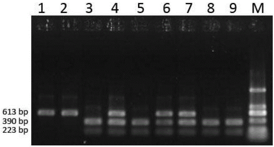 CAPS (cleaved amplified polymorphic sequence) molecular marking method for identifying solanum lycopersicum with purple black striped pericarp and application