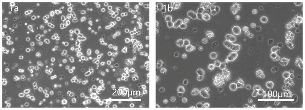 A Method for Rapid Isolation and Line Establishment of Chicken Gonad Primordial Germ Cells