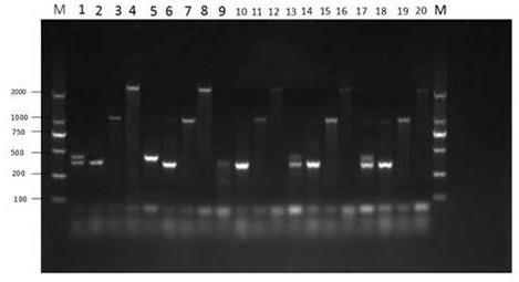 A nano-multiplex PCR method for distinguishing four serotypes of avian adenovirus group I