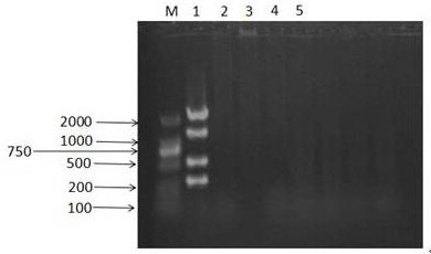 A nano-multiplex PCR method for distinguishing four serotypes of avian adenovirus group I