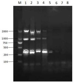 A nano-multiplex PCR method for distinguishing four serotypes of avian adenovirus group I