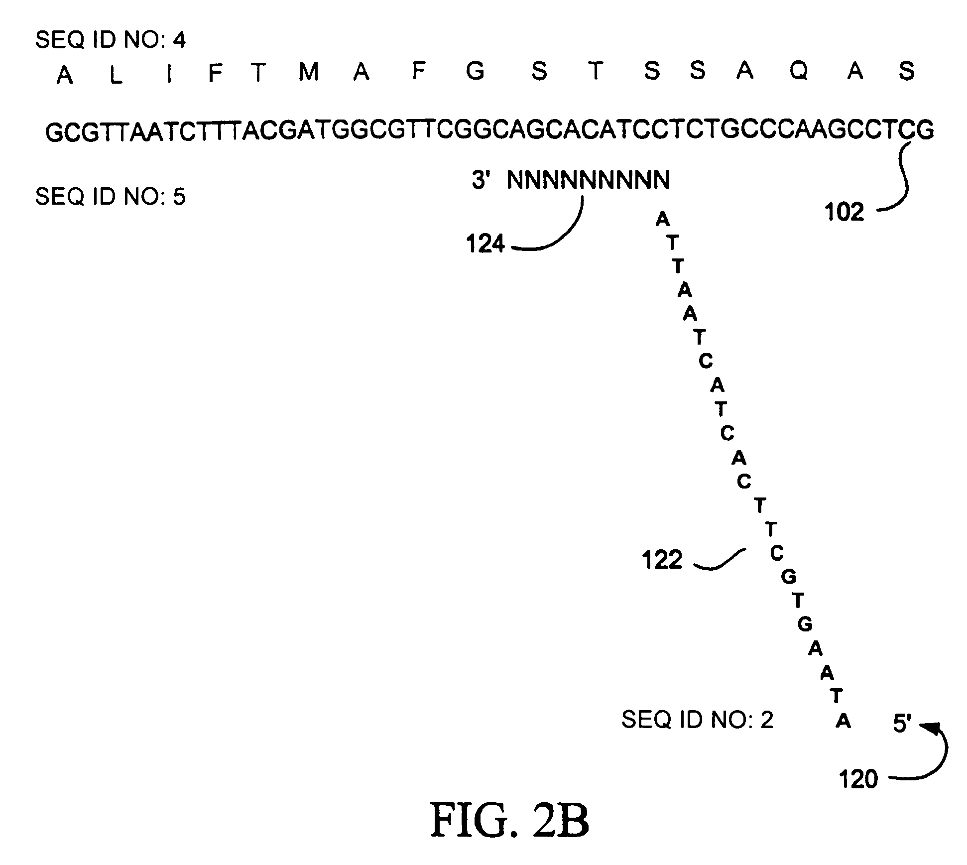 Random truncation and amplification of nucleic acid