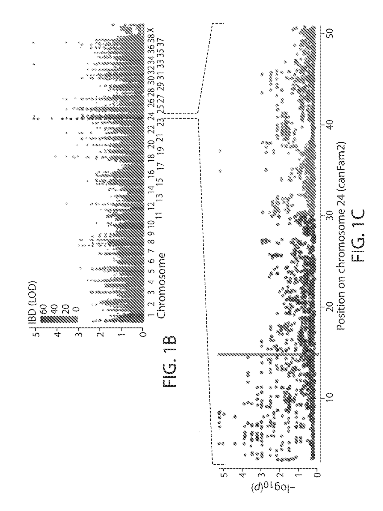 Compositions and methods of treating muscular dystrophy