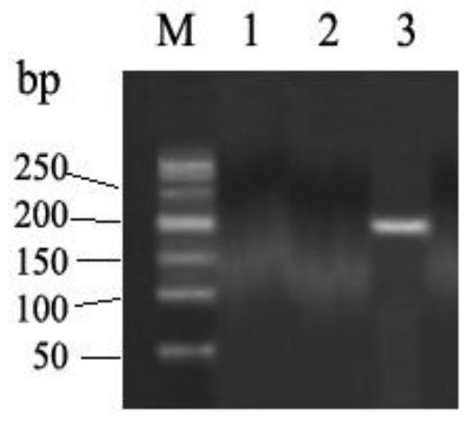 A mutant of rhd blood group antigen rhd-g353a and its detection