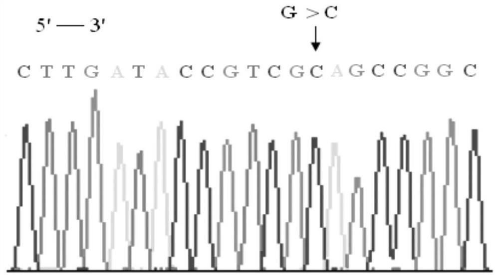 A mutant of rhd blood group antigen rhd-g353a and its detection