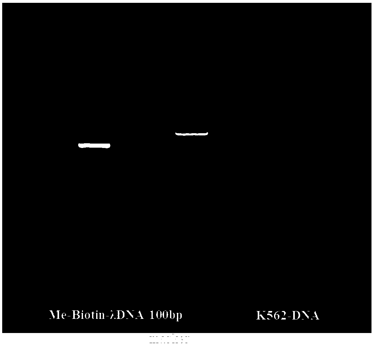 Reagent kit and method for detecting DNA (deoxyribonucleic acid) methylation and application