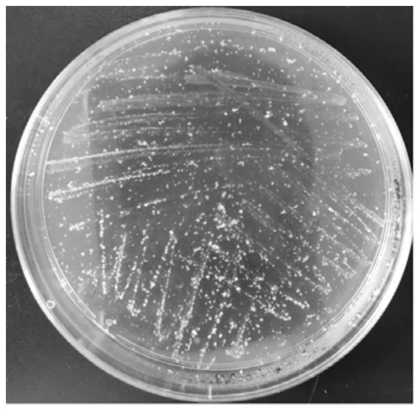 A kind of bacterial enzyme mixed preparation containing Stenotrophomonas maltophilia and its application
