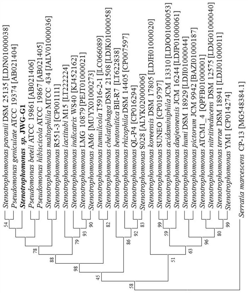 A kind of bacterial enzyme mixed preparation containing Stenotrophomonas maltophilia and its application