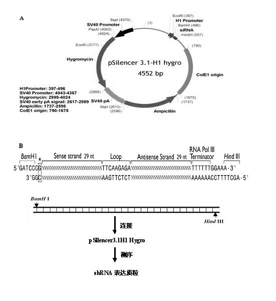Small-interfering RNA (siRNA) capable of inhibiting classical swine fever virus (CSFV) reproduction and infection as well as preparation method and application thereof