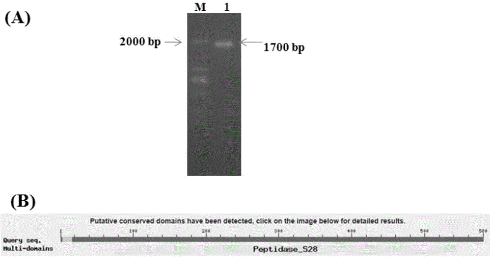 A kind of genetically engineered bacteria highly expressing Aspergillus oryzae prolyl endopeptidase and its application