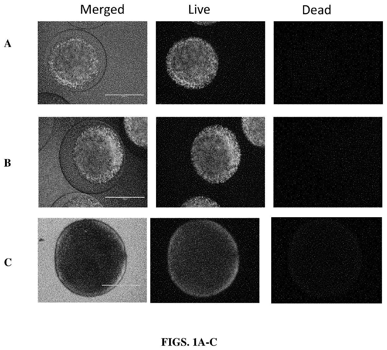 Implantable constructs and uses thereof