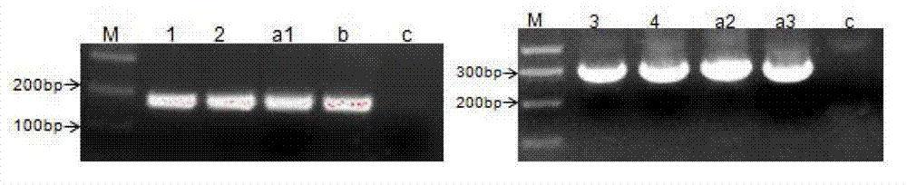 Method for improving cell transfection efficiency through utilization of bacterial artificial chromosome homologous recombination