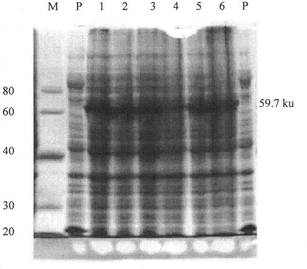 Fusion protein for resisting chicken coccidiosis, preparation and application thereof