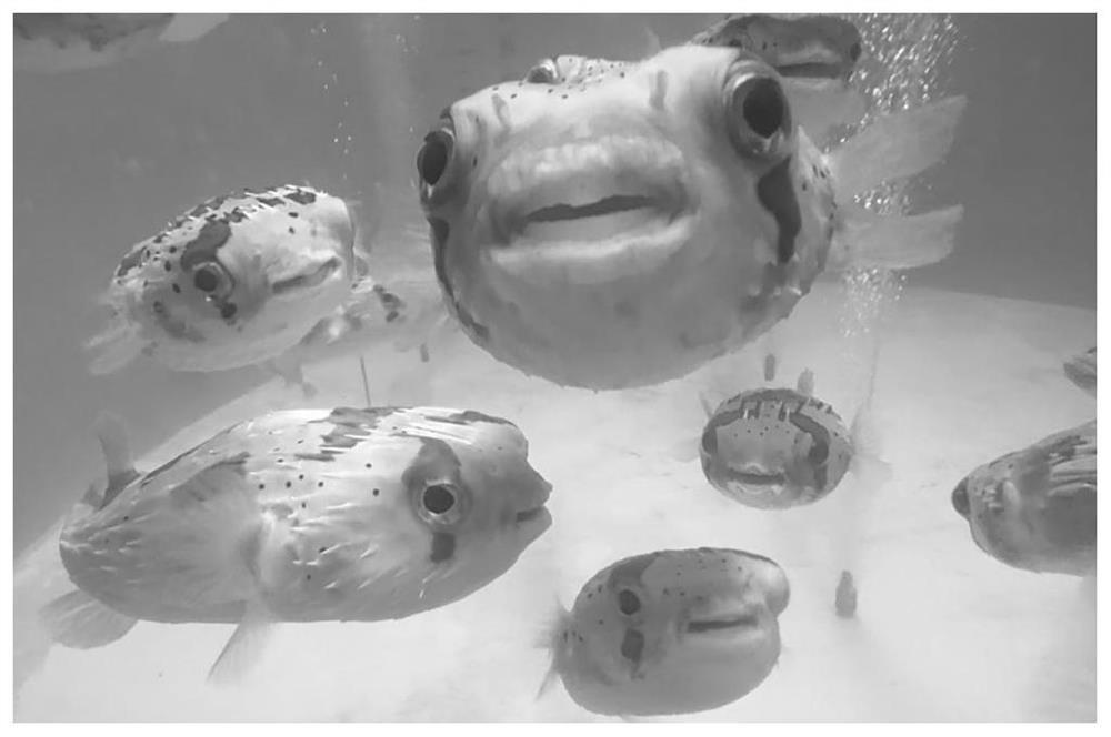 Method for promoting gonad development and artificially inducing spawning of parent fish of diodon holocanthus