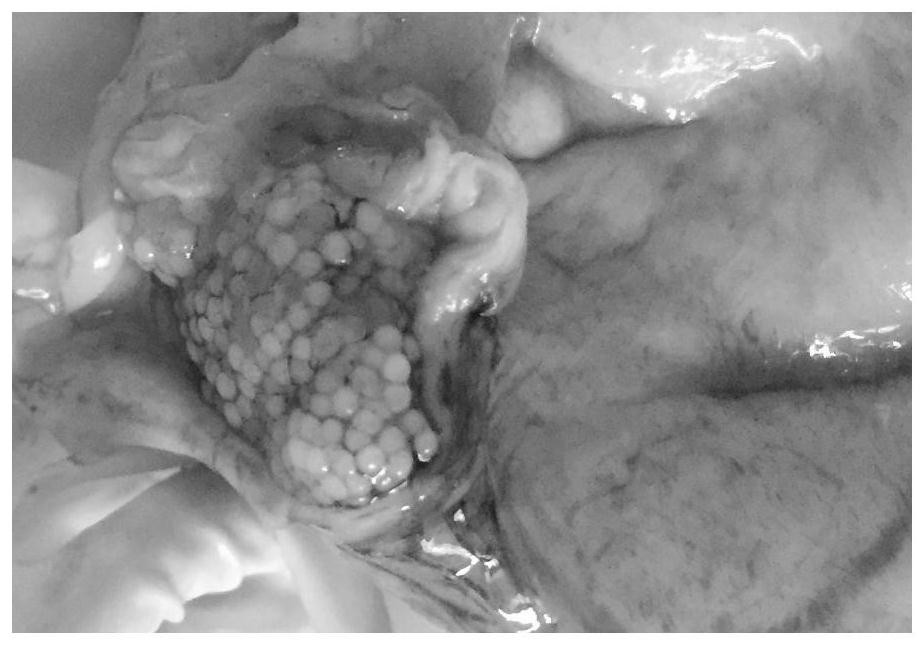 Method for promoting gonad development and artificially inducing spawning of parent fish of diodon holocanthus