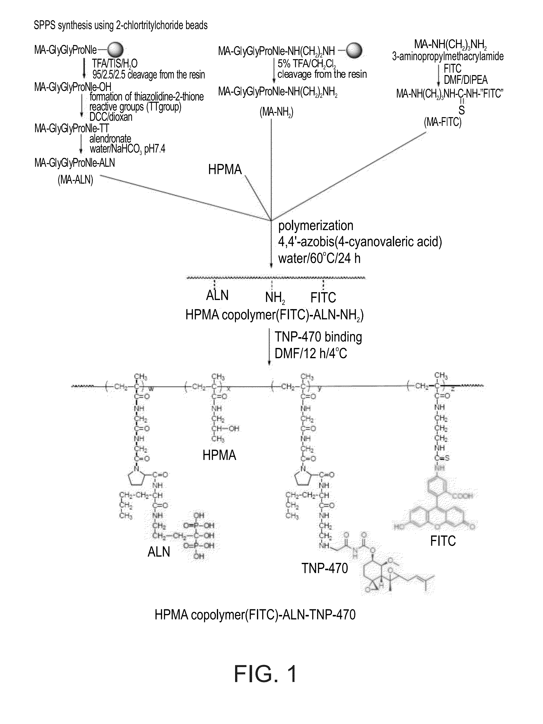 Conjugate of a polymer, an Anti-angiogenesis agent and a targeting moiety, and uses thereof in the treatment of bone related angiogenesis conditions