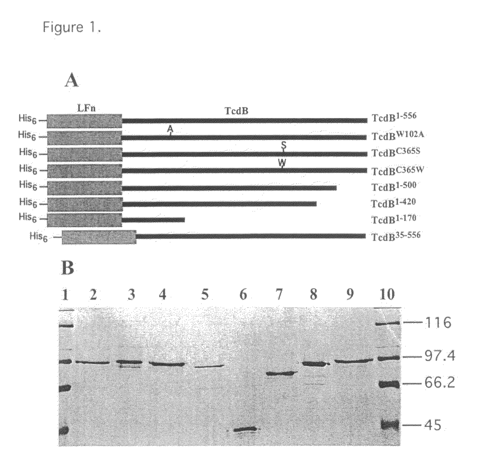 Mutants of clostridium difficile toxin B and methods of use
