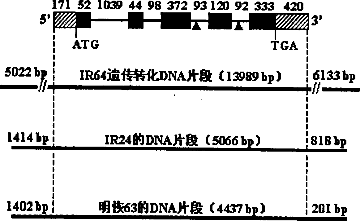 Recessive gene xa13 of rice bacterial blight resistance and its allelic dominant gene xa13