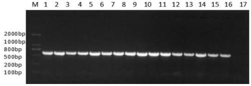 A method for genetic transformation of Rapeseed black shank mediated by Agrobacterium