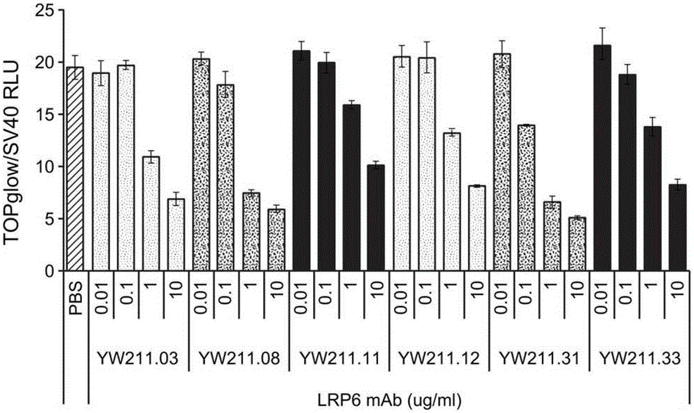 anti-lrp6 antibody