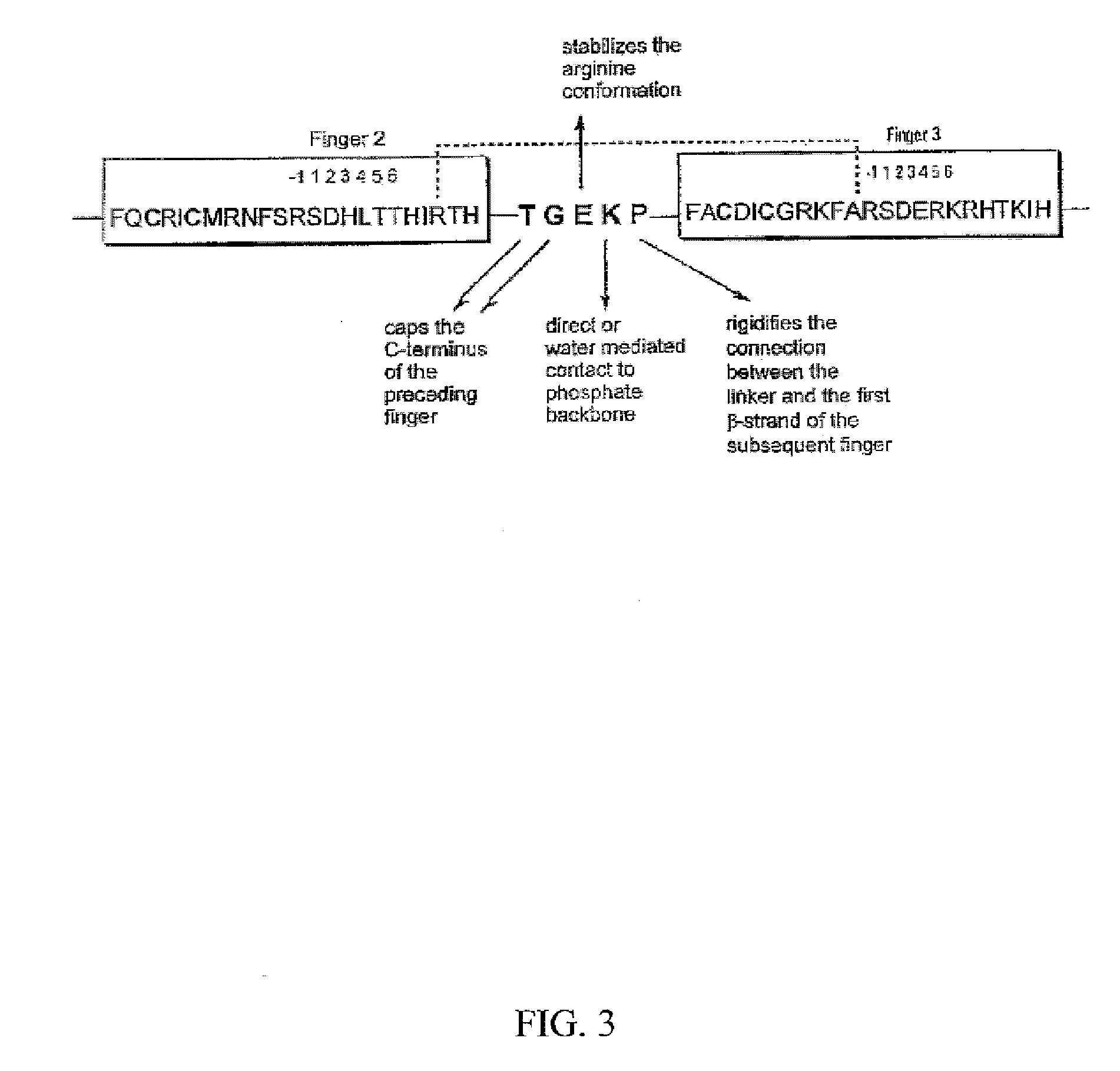Zinc finger domains specifically binding agc